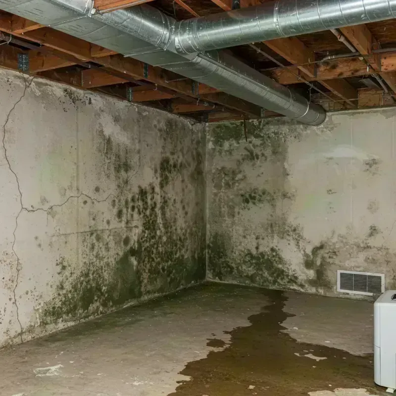 Professional Mold Removal in Newell, WV